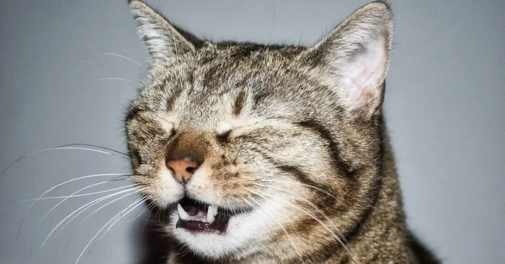 Cat sneezing