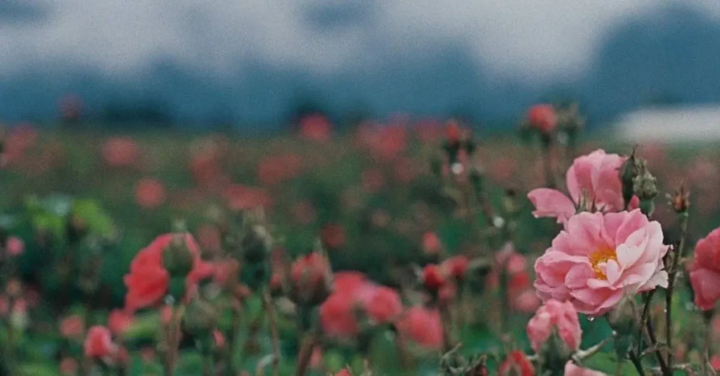 flower garden with pink flower on focus