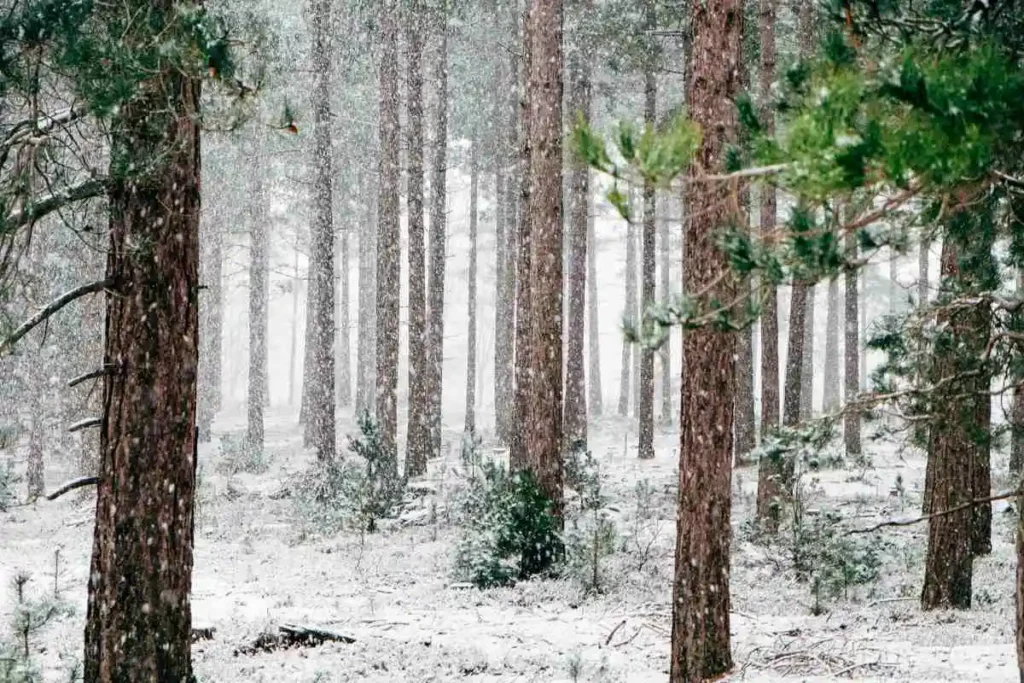 snowy landscape with trees